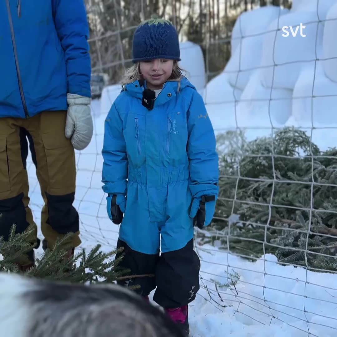 Följ med till getternas julgransplundring på gården utanför Rättvik